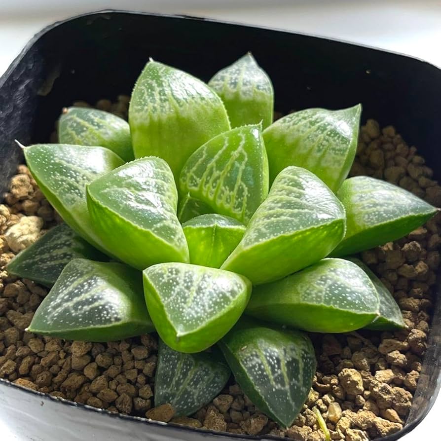 Amazon.co.jp: 多肉植物 ハオルチア コレクタ交配種 ミニスカ